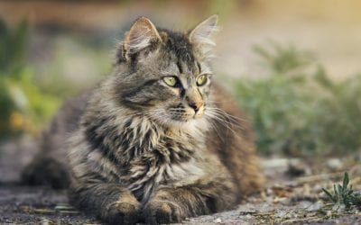Trap, Neuter, Return