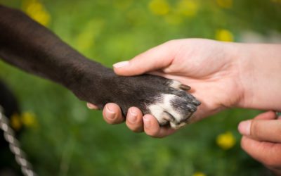 A Gillette Veterinarian Talks About Canine Influenza