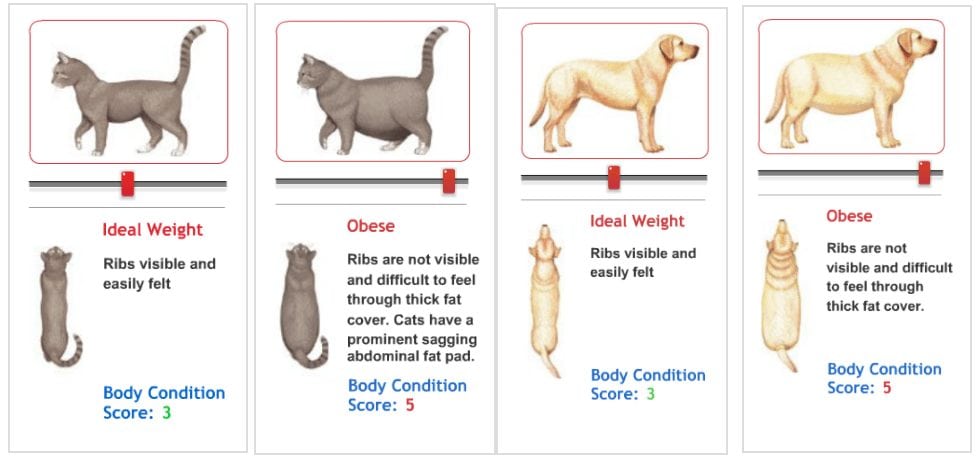 Pet Body Condition Scoring — Association for Pet Obesity Prevention