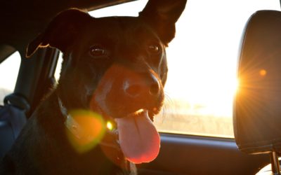 Pet Travel Tips