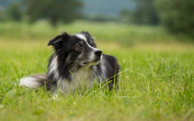 National Animal Poison Prevention Week – Spring Time Poisons