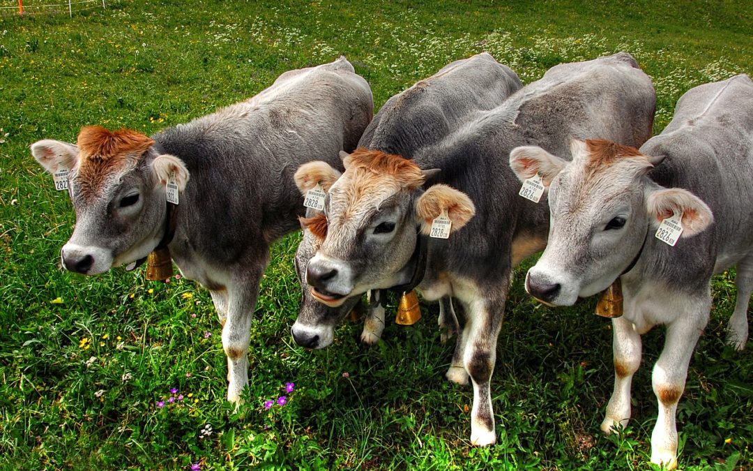 The Importance of Colostrum in Calves