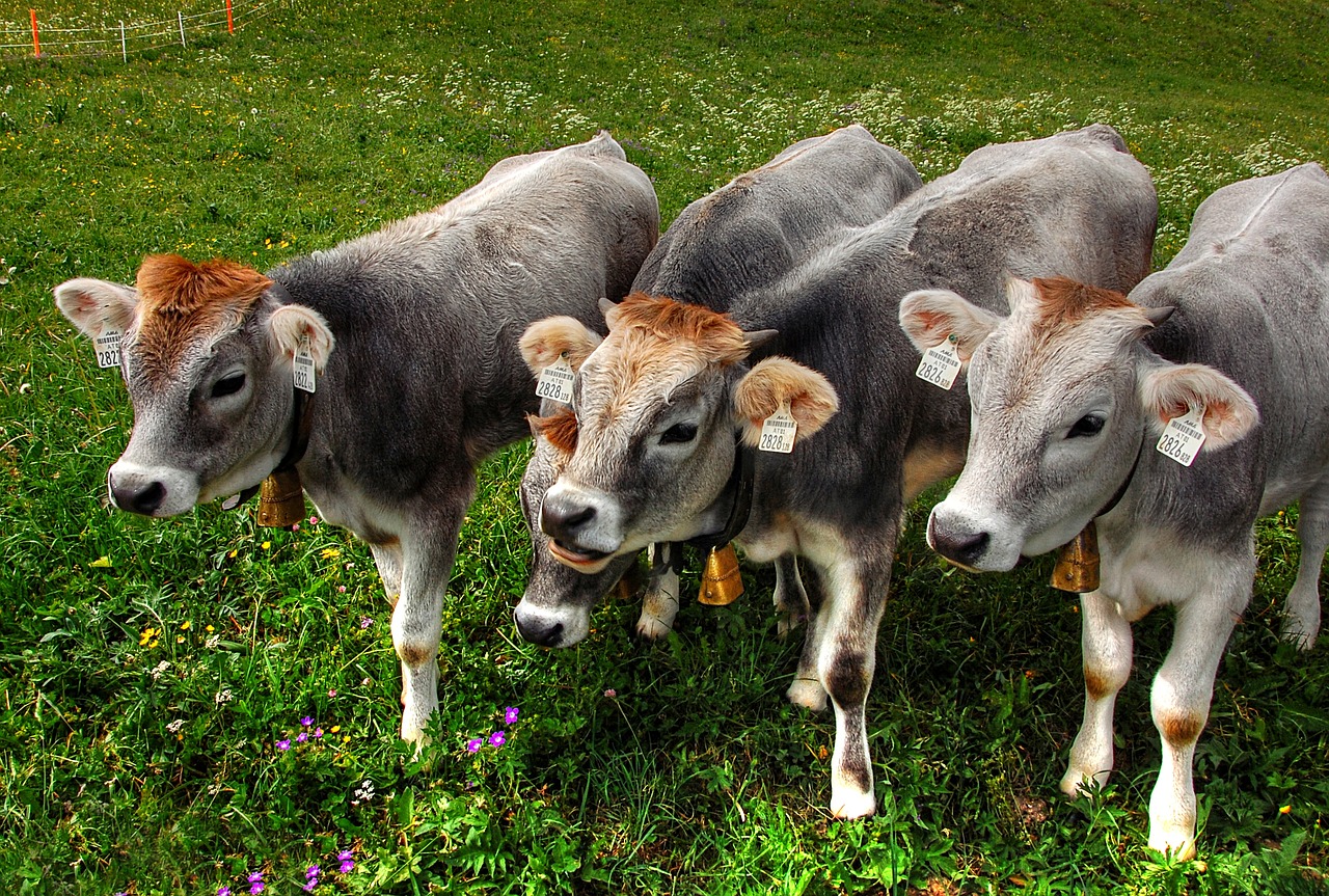 The Importance of Colostrum in Calves - Animal Medical Center of Wyoming