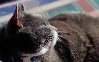 Pet Obesity Awareness