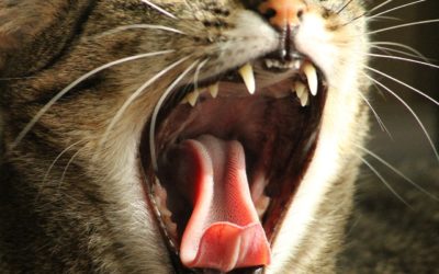 4 Facts About Dental Disease in Pets