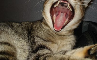 Your Pet Dental Questions Answered