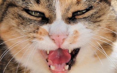 4 Facts About Dental Disease in Pets