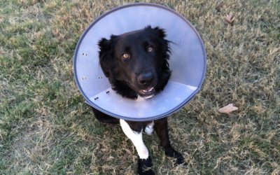 Tara’s Kitchen Bites – Nutrition After Your Pet Gets Spayed or Neutered