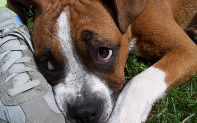 Pet Poison Awareness