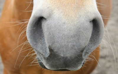 Vaccination and Deworming Recommendations for Your Horse