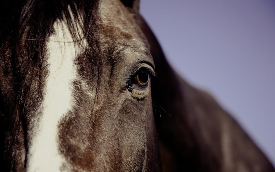 Equine Influenza, Animal Medical Center answers your questions…