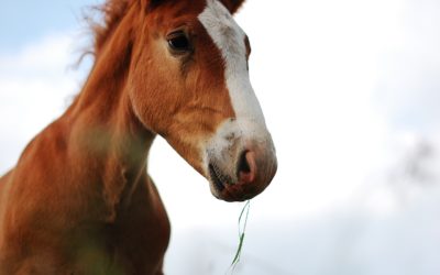 Meet Our Racing Champion!