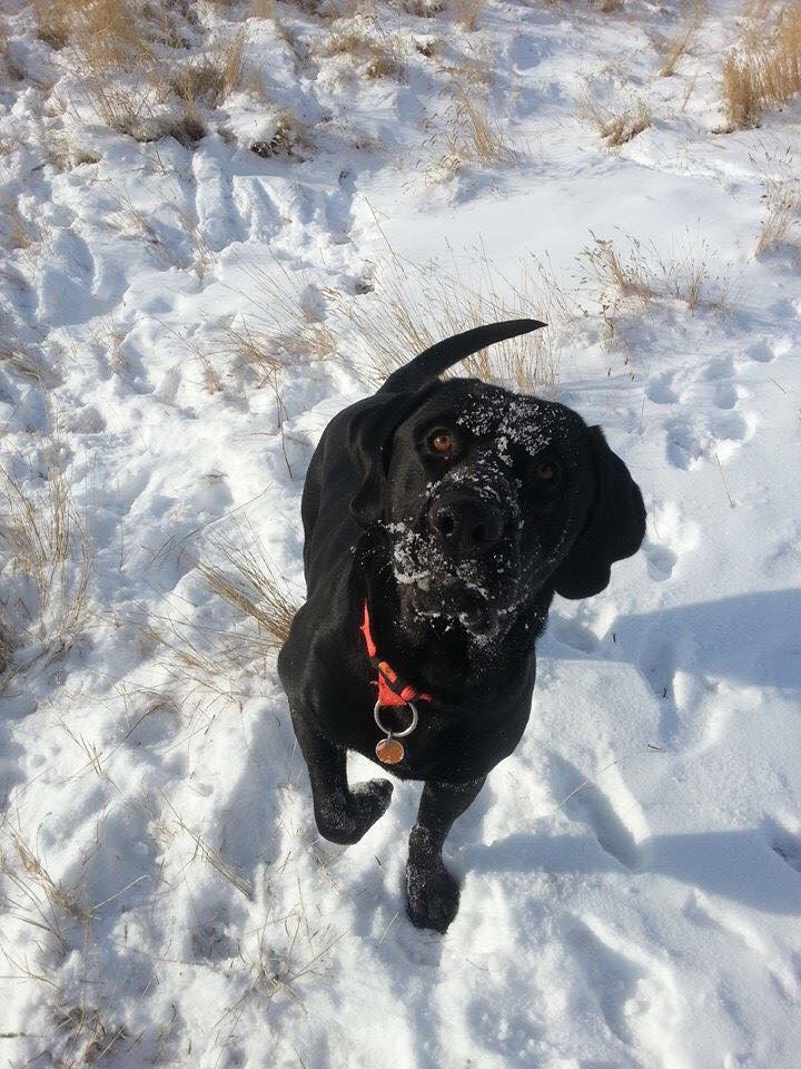 ozzy - Animal Medical Center of Wyoming