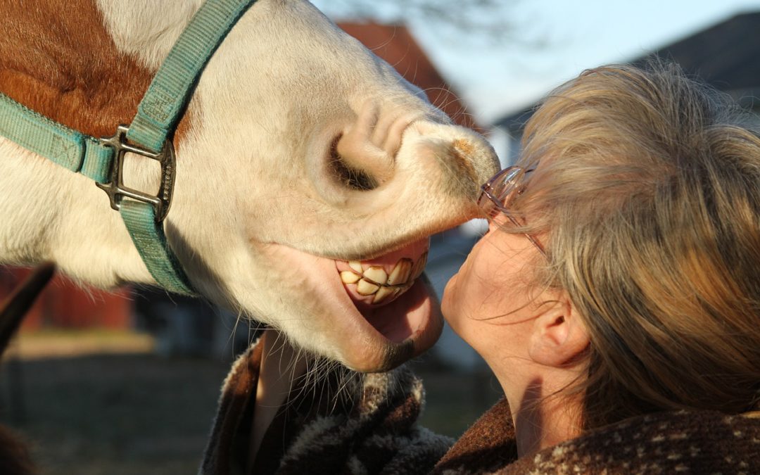 Horses Need Dental Care Too!