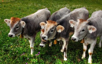 Newborn Calf Survival Tips