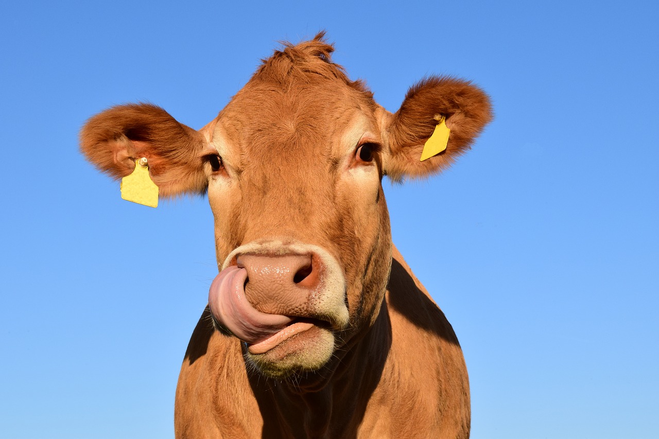 bovine-services-in-gillette-wy-animal-medical-center-of-wyoming