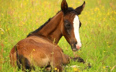 Nutrition in Foals