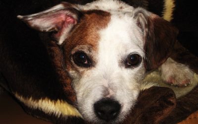 July Fourth Safety Tips for Dog Owners