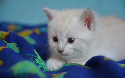 Feline Reproduction: Giving Birth to Kittens