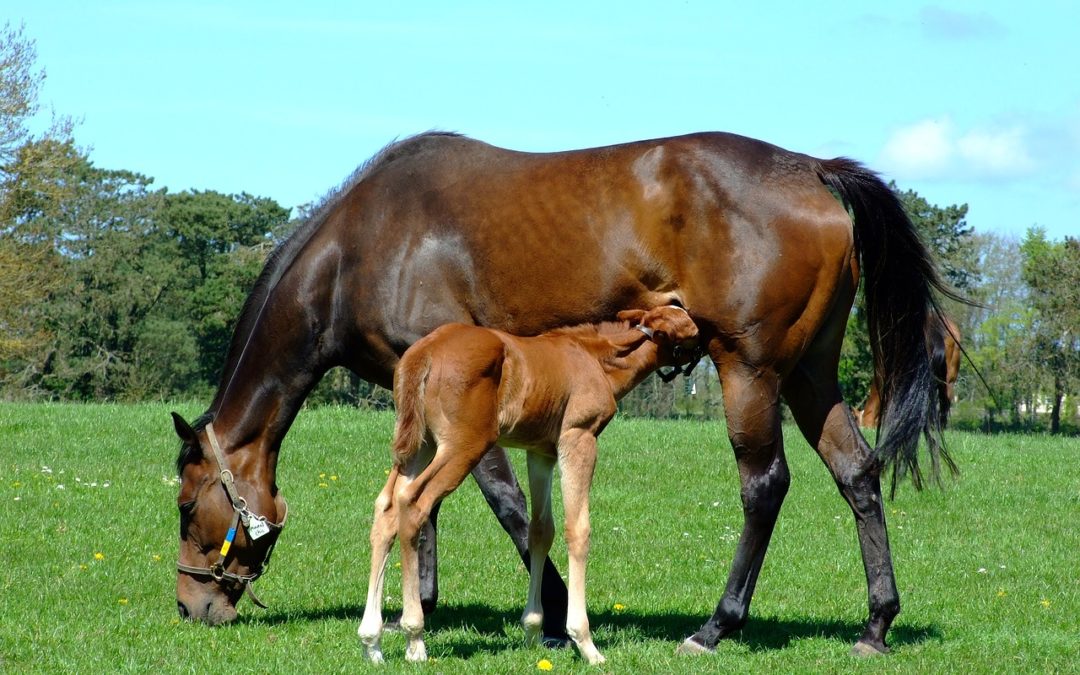 Use Of pH Testing Of Milk To Predict Foaling Time In Mares