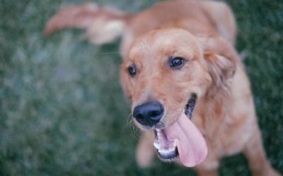 Ten Tips To Make Your Trips To Animal Medical Center of Wyoming Even Better