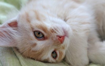 Your Cat Head Bumps You Because They Love You