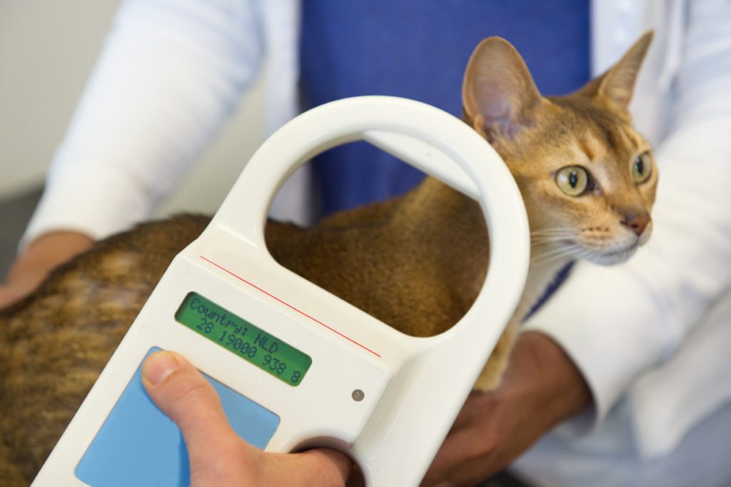 Why Your Pets Need To Be Microchipped Gillette Veterinarian