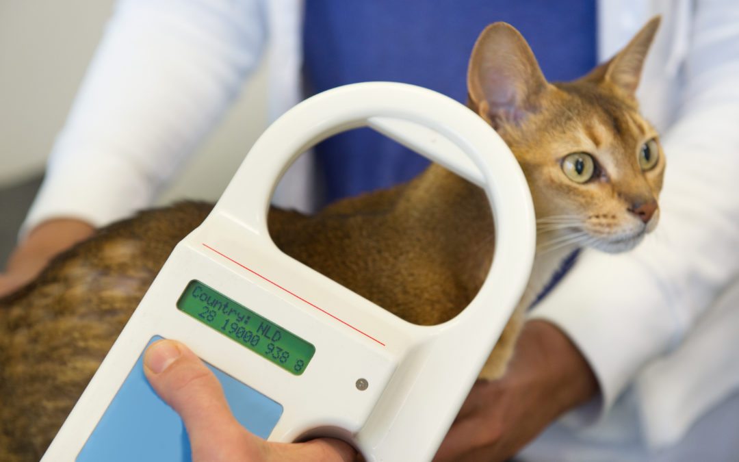 Why Your Pets Need To Be Microchipped