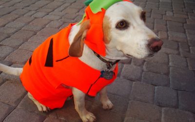 Enter Our 2017 Halloween Costume Contest