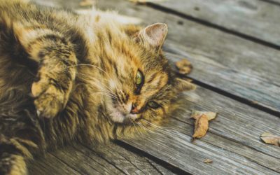 Keep These Foods Away From Your Pet On Thanksgiving