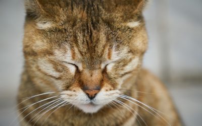The Importance Of Vaccinating Your Cat For Cat Distemper (Panleukopenia)