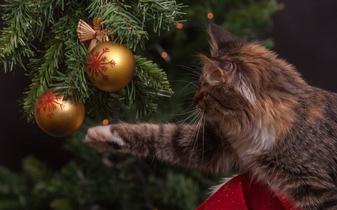 Keeping Your Pet Safe During The Holidays In Gillette