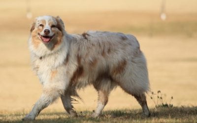 How Often Do You Brush Your Pet’s Teeth?