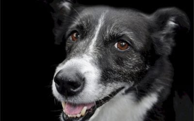 Six Healthy (Human) Treats For Dogs