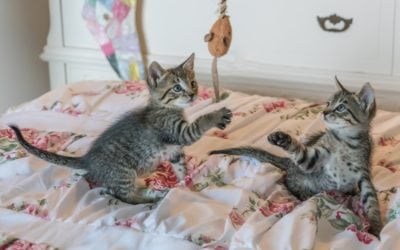 New Year’s Resolutions for Pet Owners in Gillette, WY