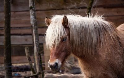 Press Release: Case of Equine Herpes Virus 1 in Campbell County