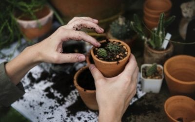 These Five Common Garden Items Can Be Toxic To Your Pet