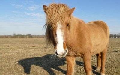Press Release: Equine Herpes Virus 1 in E. Wyoming