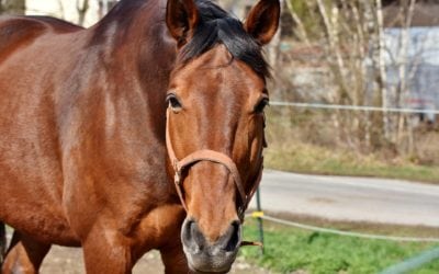 Join Us For Our Equine Clinic And Win Big