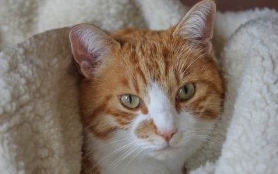 Heartworm Can Also Affect Cats