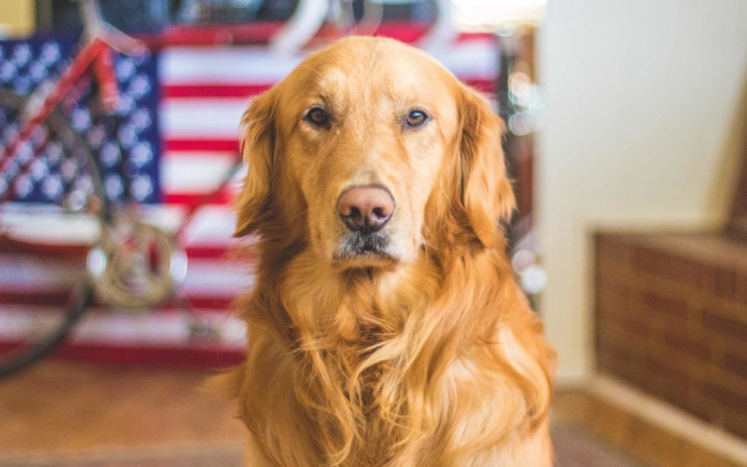 5 Tips To Keep Your Pet Safe This Independence Day!