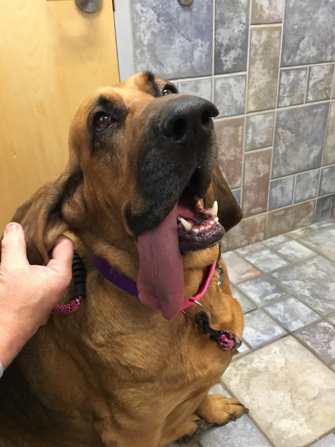 Animal Medical Center of Wyoming Patient Photo Gallery Gillette, WY Vet