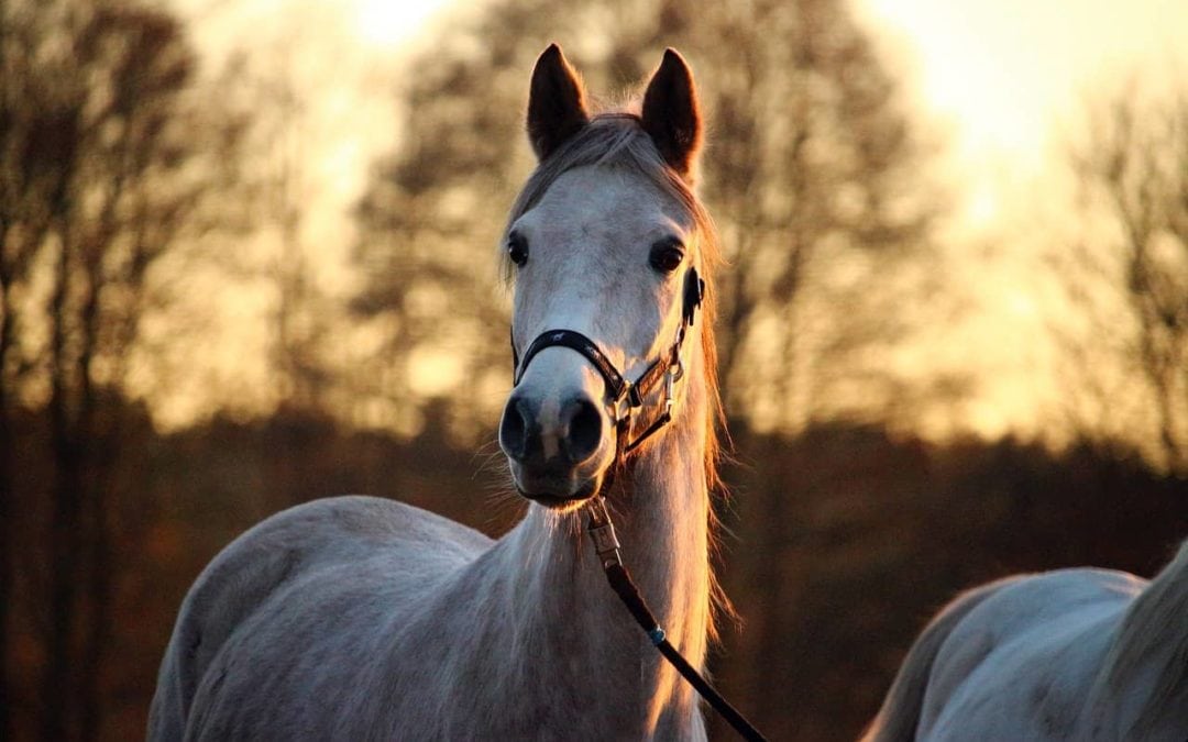 Confirmed Cases of West Nile: Is Your Horse Protected?