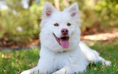 Brushing Your Pet’s Teeth