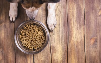 Finding The Right Food For Your Pet