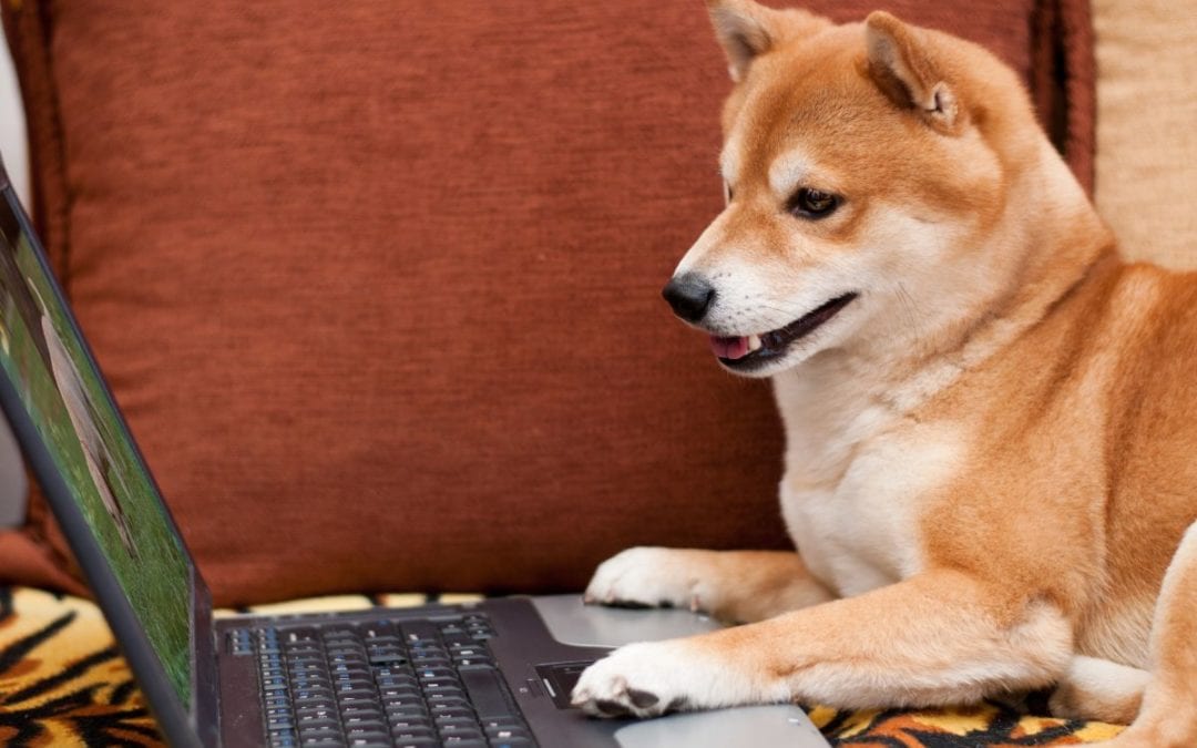 Is Your Dog Fit For The Workplace?