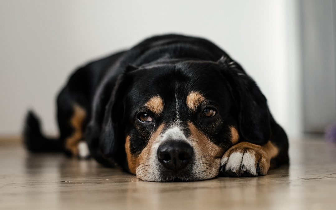 Protecting Your Pet From Canine Influenza (Dog Flu)