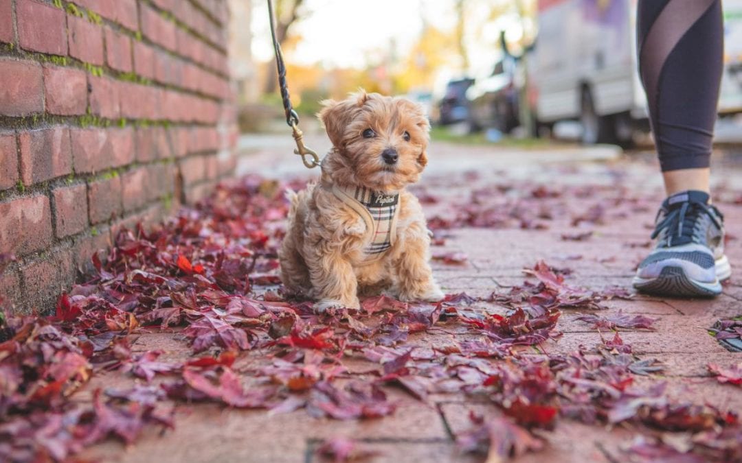 How To Leash Train Your Puppy