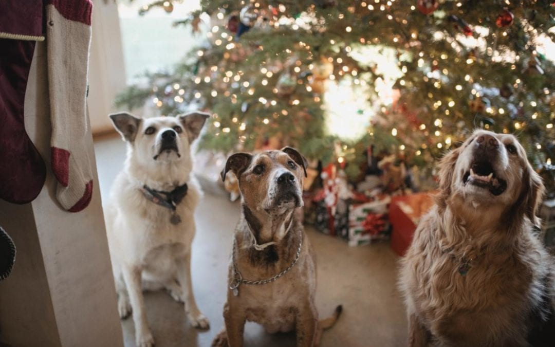 10 Holiday Pet Dangers In Your Home