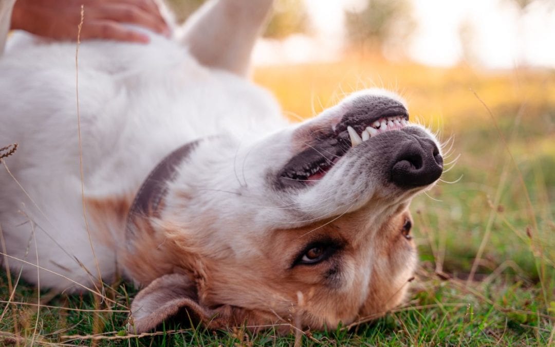 4 Facts Every Pet Owner Should Know About Fractured Teeth